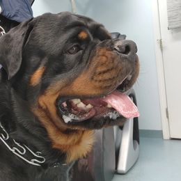 Rottweiler Puppies from Harris Hill Rottweilers