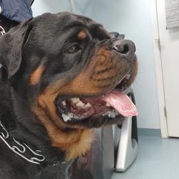 Rottweiler Puppies from Harris Hill Rottweilers