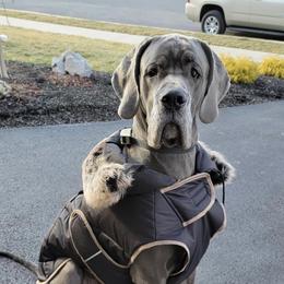 French Bulldogs and Great Danes from Starr Creek Danes & Frenchies