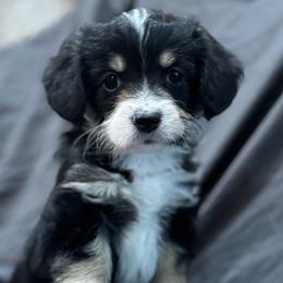 Corgipoo puppies from Colorado Miniature Bernedoodle Puppies