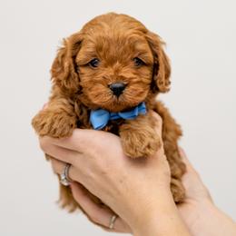Aussiedoodles, Cavapoos, and Goldendoodles from Grace Acres Puppies