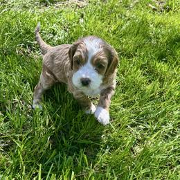 Logano (Teddy) - Buff and white male Cockapoo puppy in Marietta, South Carolina from River Falls Cockapoos