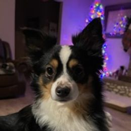 Aussiedoodles, Miniature Australian Shepherds, Poodles, and Toy Australian Shepherds from Paws of Color