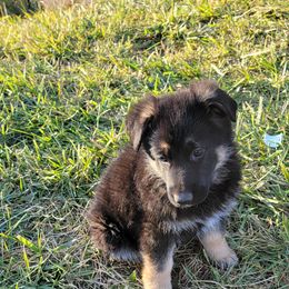 German Shepherd Puppies from Cornil Dariy