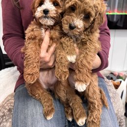 Pink Hearts on left - Red  female Goldendoodle puppy in Rush, New York from Care Bear Puppies