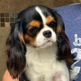 Mijita - Cavalier King Charles Spaniel