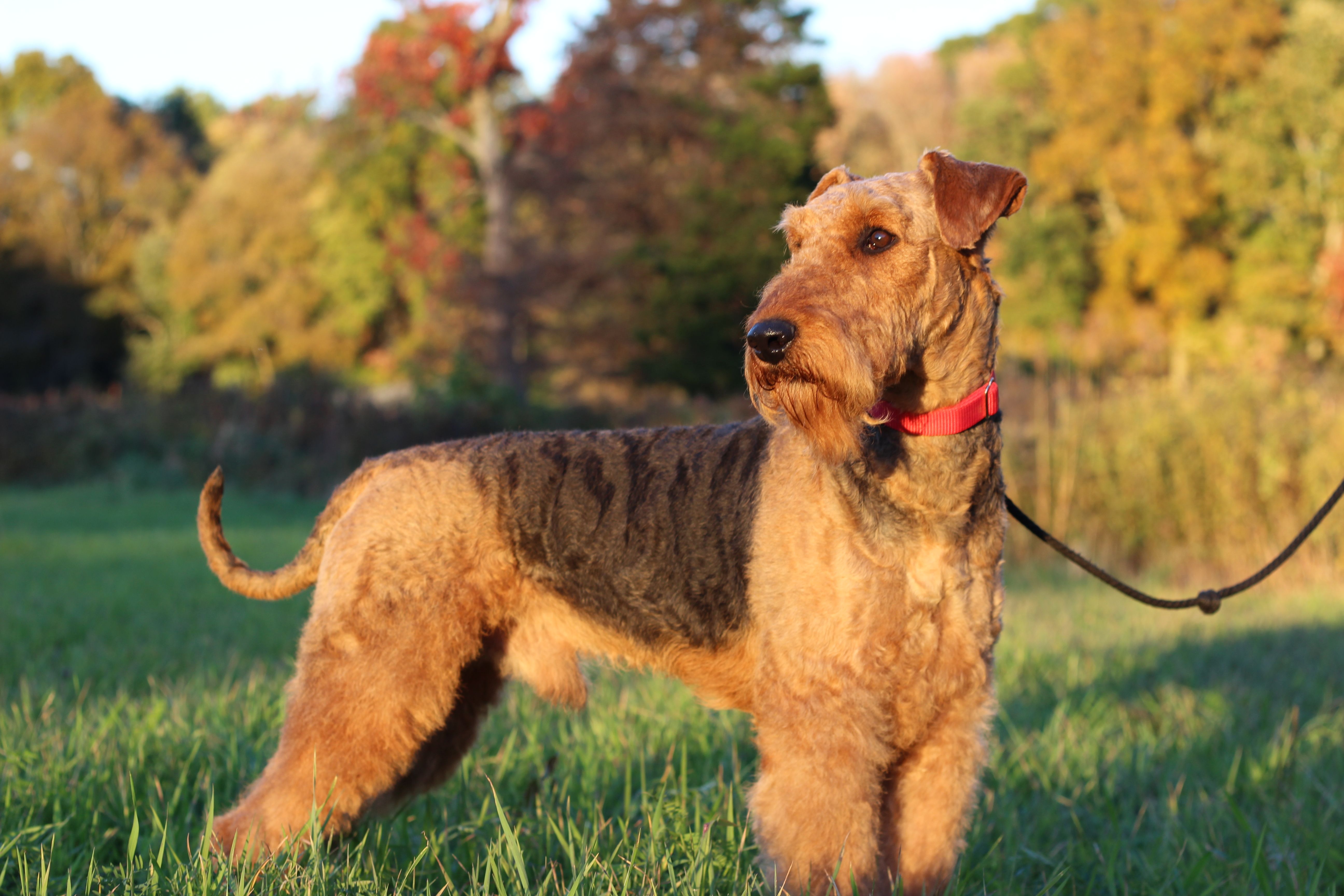 RiverRun Terriers in Massachusetts | Airedale Terrier puppies | Good Dog