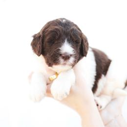 Sierra - female Newfypoo puppy in Marshallville, Ohio from Windy Hill Dogs