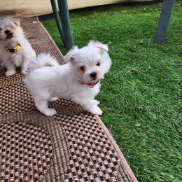 Maltese Puppies from My Precious pups