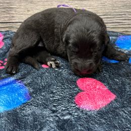 Hami purple - Black female German Shepherd puppy in Herrick, South Dakota from Dakota Shepherds Kennels
