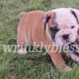 Marino - Fawn and white Bulldog puppy in Granville, Iowa from Wrinkly Blessings English Bulldogs
