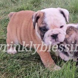 Marino - Fawn and white Bulldog puppy in Granville, Iowa from Wrinkly Blessings English Bulldogs