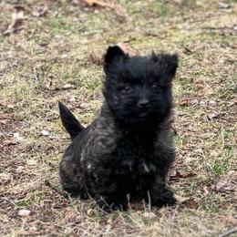 Luna - Red brindle female Cairn Terrier puppy in Mountain Grove, Missouri from CreekTop