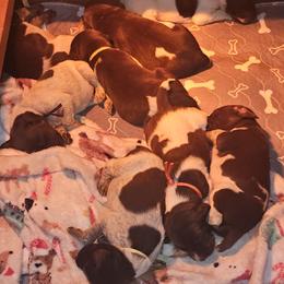 German Shorthaired Pointer puppies from T Double H German Shorthaired Pointers