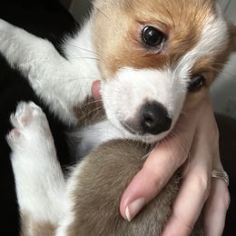Girl 1 - Pembroke Welsh Corgi puppy in New York from Blooms Corgis