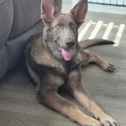 Titus - German Shepherd