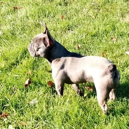 French Bulldog All Grown Up from Britt's Frenchies