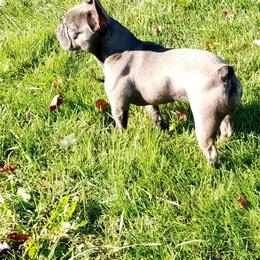 French Bulldog All Grown Up from Britt's Frenchies