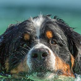 Bernese Mountain Dogs from Tollhaus Bernese Mountain Dogs