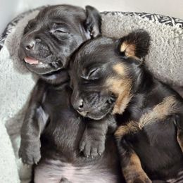 Dachshunds from Carroll Acres Dachshund Farm