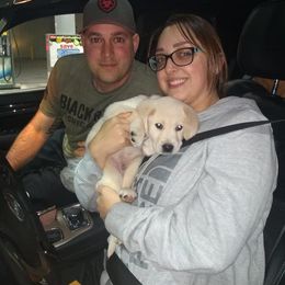 Labrador Retriever Puppies from Smith River Retrievers