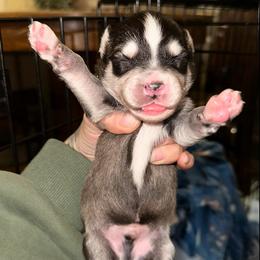 Boy - Black and white male Siberian Husky puppy in Iron River, Wisconsin from Wiemeri Siberians