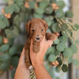 Brown Collar - Red  male Goldendoodle puppy in Somerville, Alabama from Southern Enchanted Doodles