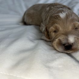 Aussiedoodle, Goldendoodle, and Poodle Puppies from Designer Doodles