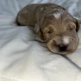 Aussiedoodle, Goldendoodle, and Poodle Puppies from Designer Doodles