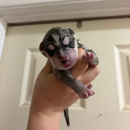 Jack - Gray and white male Siberian Husky puppy in Canton, Ohio from Bleu Skies Siberian Huskies