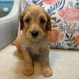 Meadow - Apricot female Goldendoodle puppy in Pensacola, Florida from Goldendoodles Love You in Pensacola Friend Edition