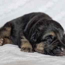 German Shepherd Puppies from Vom Haus Rabenstein