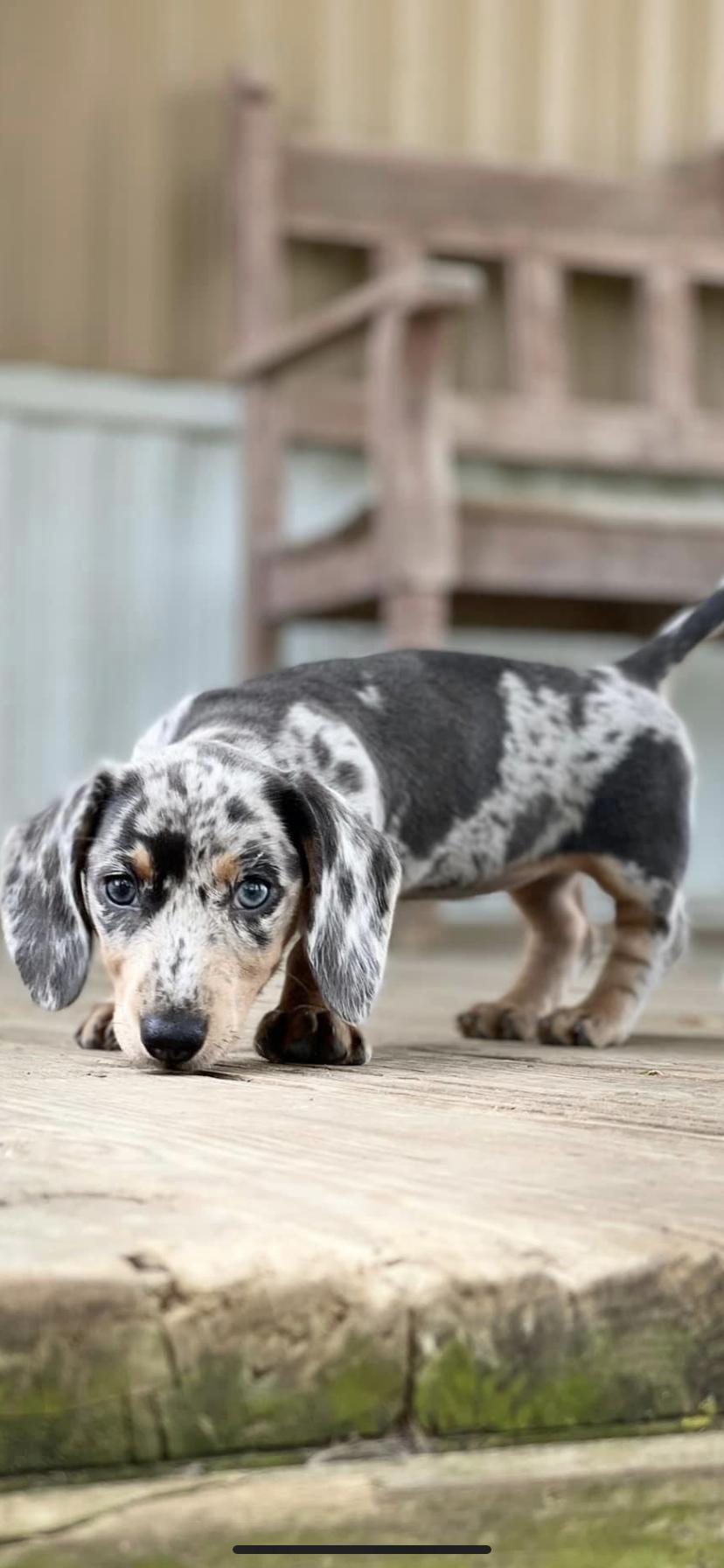 Wild West Dachshunds in Oklahoma Dachshund puppies Good Dog