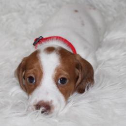 Red Piebald Female - Piebald female Dachshund puppy in Lily, Kentucky from Little Acres Miniature Dachshunds