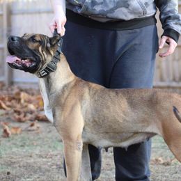 Trix - Perro de Presa Canario
