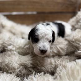 Abilene - Parti female Poodle puppy in Ault, Colorado from The Peaks Premium Poodles