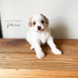 Leprechaun - Parti male Maltipoo puppy in Huntsville, Texas from Nelson Creek Farms