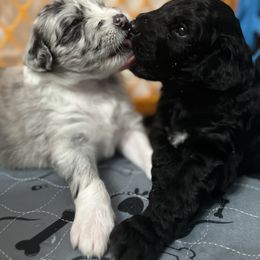 Aussiedoodle Puppies from Beachside Aussiedoodles