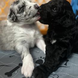 Aussiedoodle Puppies from Beachside Aussiedoodles