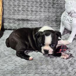Boy 2 - Black brindle and white male Boston Terrier puppy in Millers Creek, North Carolina from Tumbling Shoals Hilltop Bostons
