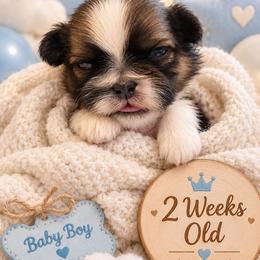 Nemo - Liver and white male Shih Tzu puppy in Cook County, Illinois from My Tzu Crew
