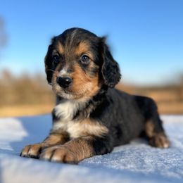 Waldo - Tri-color male Bernedoodle puppy in Osage City, Kansas from Golden Ridge Goldens