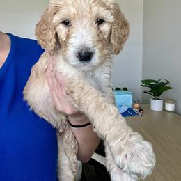 Blue - Cream male Goldendoodle puppy in Summerville, South Carolina from Lizarazo Doodles