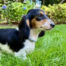 Layla - Dachshund