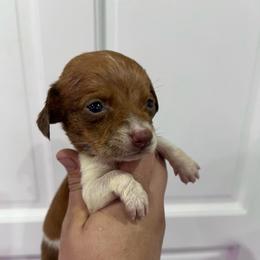 Daphne Bridgerton - Piebald female Dachshund puppy in Fort Myers, Florida from Lady Margery’s Dachshunds