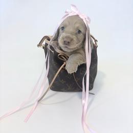 Jessie Spano - Cream female Dachshund puppy in Perris, California from The Dach House