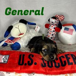 General - Cream male Dachshund puppy in Monitor, Washington from Shannon Dolly’s Dachshunds