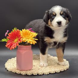 Nikki - Black tri female Miniature Australian Shepherd puppy in Covington, Pennsylvania from Rigas Mini Aussies LLC