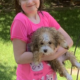 Bernedoodle Puppies from Mini Bernedoodle Babies- Indiana