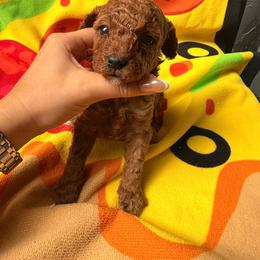 Girl 2 - Red  female Poodle puppy in Miami, Florida from Sakura Poodles